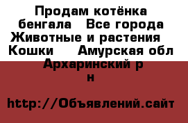 Продам котёнка бенгала - Все города Животные и растения » Кошки   . Амурская обл.,Архаринский р-н